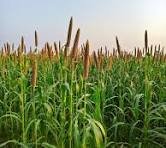 bajra