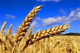 wheat